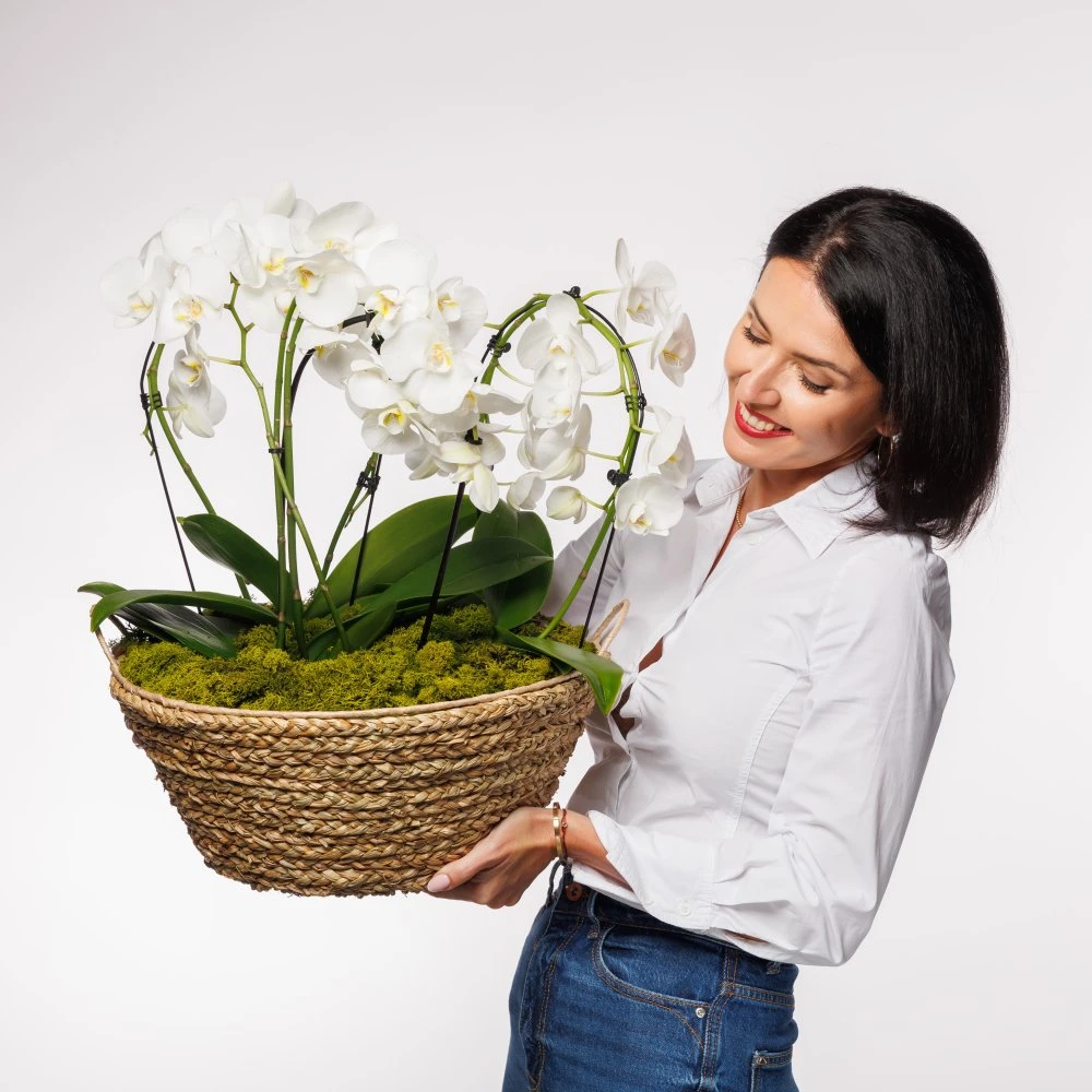 Kvetinový kôš - Elegantná Orchidea