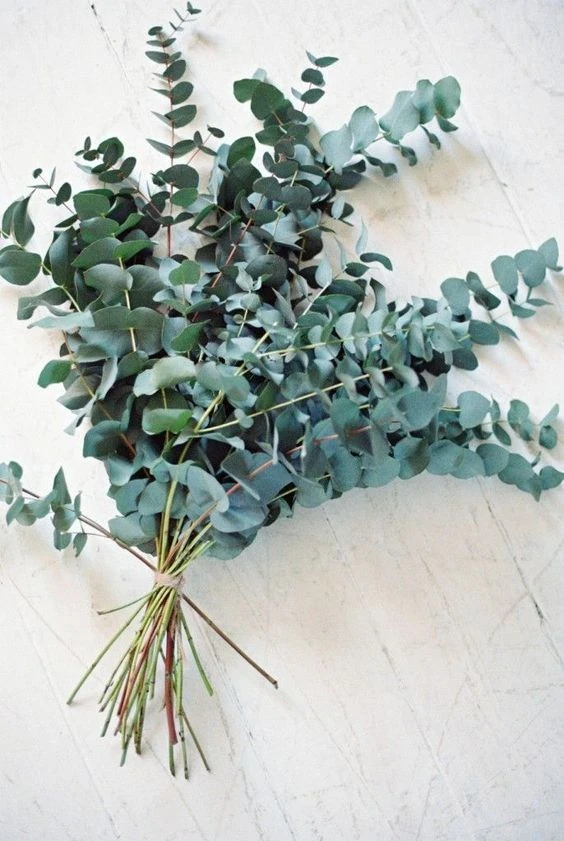 Eukalyptus - mono kytica S